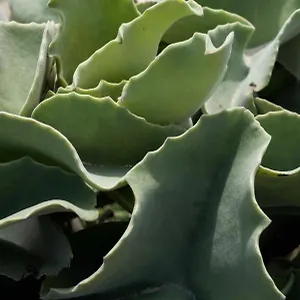  Appartamento Casa Ulivo Agave At My Place